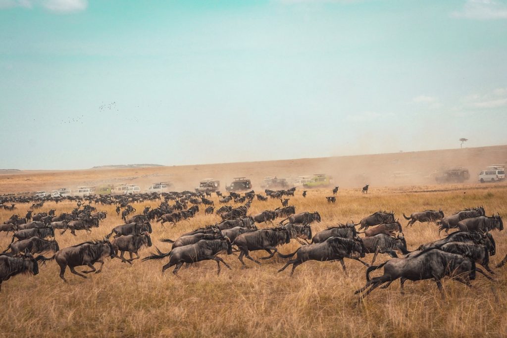 Serengeti Safari in Tanzania