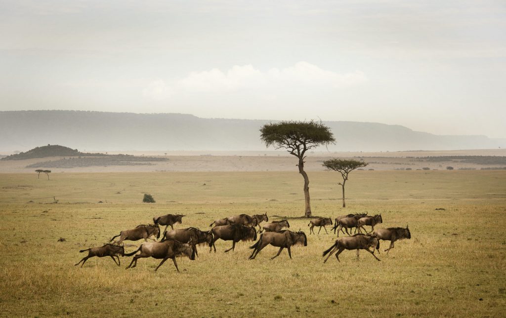 Tanzania Mid-range Safari