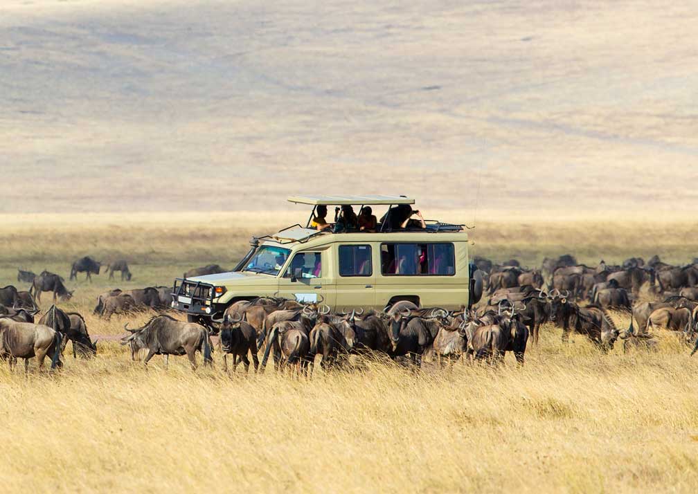 Tanzania wildebeest migration