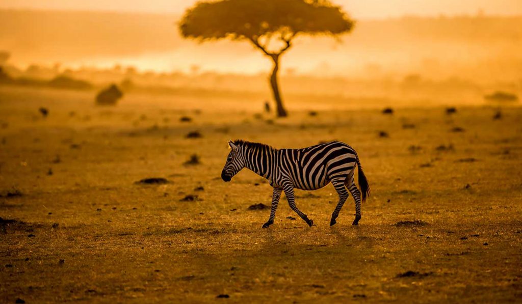 Serengeti Safari in Tanzania